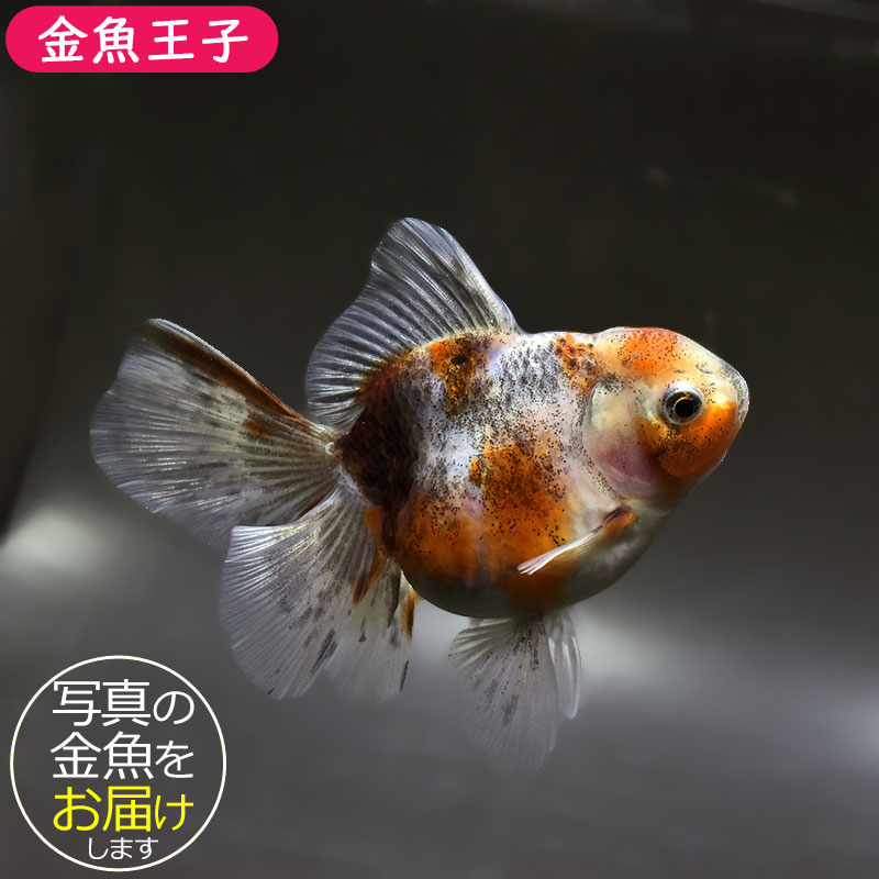 【金魚王子】キリンハーフムーンオランダ 11cm前後 (個体番号:xsw316) 金魚 きんぎょ 生体 オランダ獅子頭 厳選個体