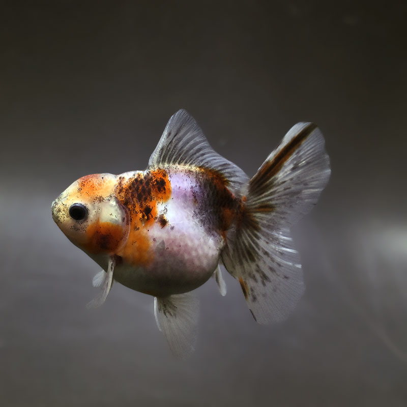 【金魚王子】キリンハーフムーンオランダ 11cm前後 (個体番号:xsw316) 金魚 きんぎょ 生体 オランダ獅子頭 厳選個体