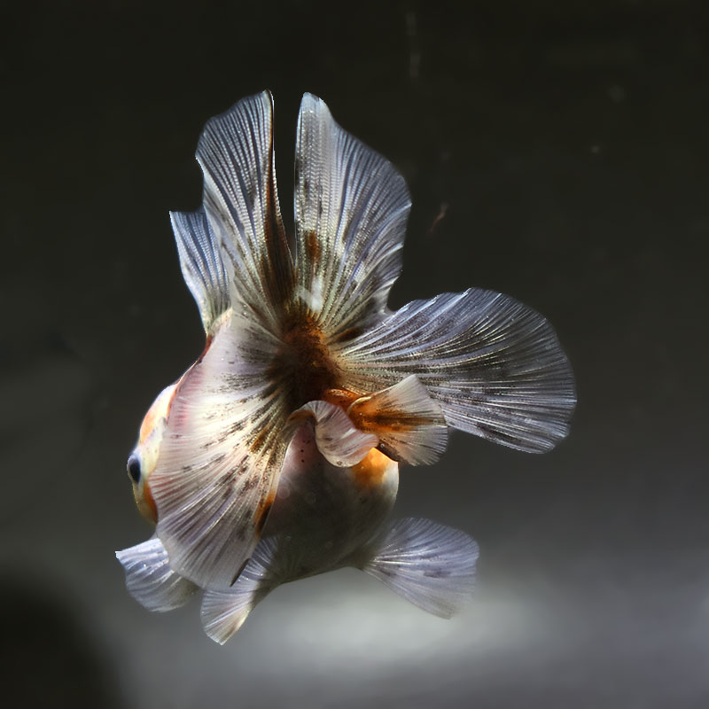 【金魚王子】キリンハーフムーンオランダ 11cm前後 (個体番号:xsw316) 金魚 きんぎょ 生体 オランダ獅子頭 厳選個体