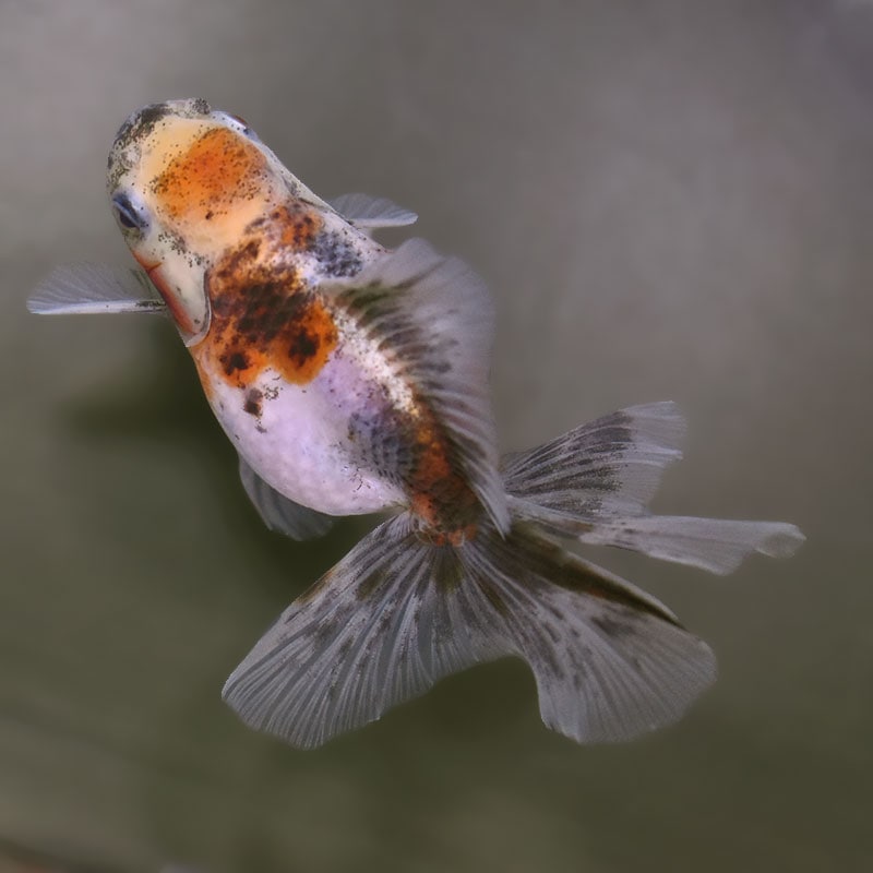 【金魚王子】キリンハーフムーンオランダ 11cm前後 (個体番号:xsw316) 金魚 きんぎょ 生体 オランダ獅子頭 厳選個体