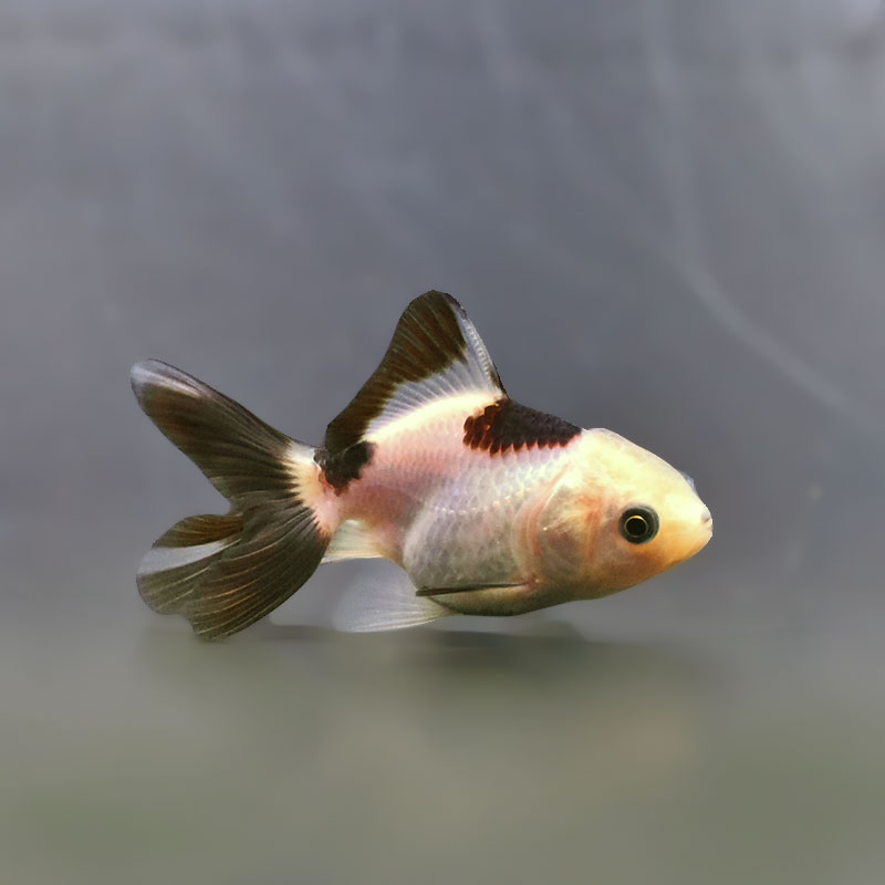 年末限定価格！破格です！オランダ獅子頭　金魚 金魚王子】白黒オランダ 5.5～6cm前後 (個体番号：xsw830) 金魚