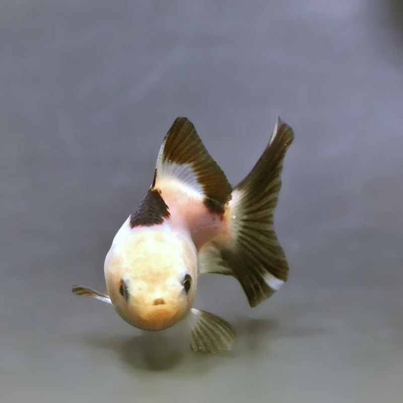 金魚王子】白黒オランダ 5.5～6cm前後 (個体番号：xsw830) 金魚
