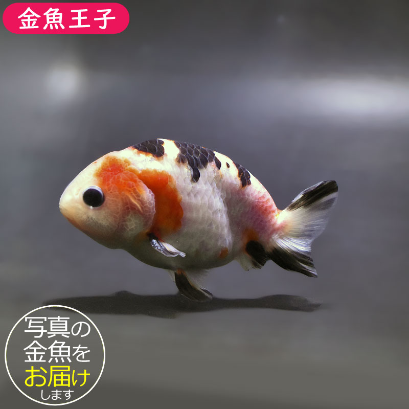 金魚王子】江戸錦 9±1cm前後 (個体番号：zaq278) 金魚 きんぎょ 生体