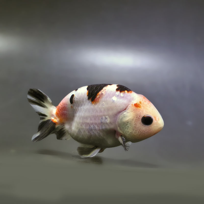 金魚王子】江戸錦 9±1cm前後 (個体番号：zaq278) 金魚 きんぎょ 生体