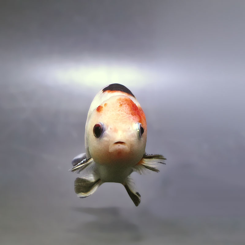 金魚王子】江戸錦 9±1cm前後 (個体番号：zaq278) 金魚 きんぎょ 生体