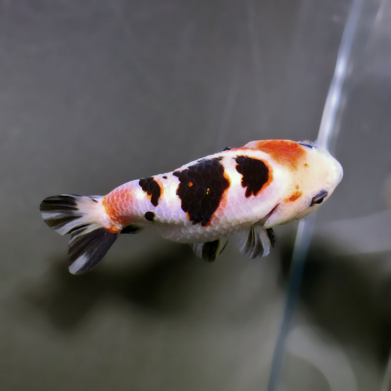 金魚王子】江戸錦 9±1cm前後 (個体番号：zaq278) 金魚 きんぎょ 生体