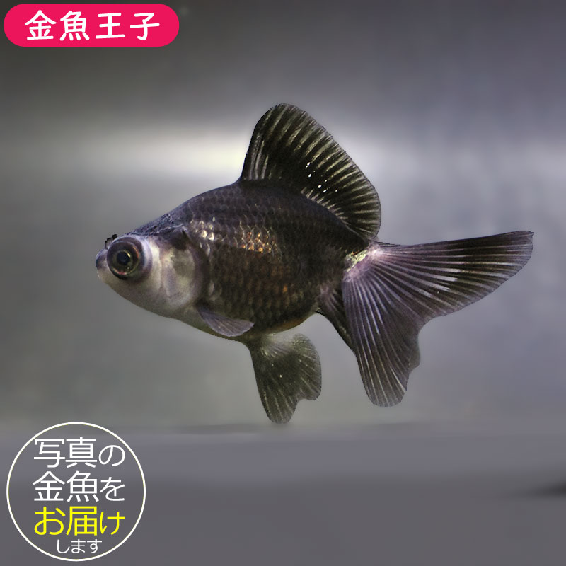 【金魚王子】パンダ蝶尾 7～7.5cm前後 (個体番号：zaq447) 金魚 きんぎょ 生体 蝶尾 厳選個体