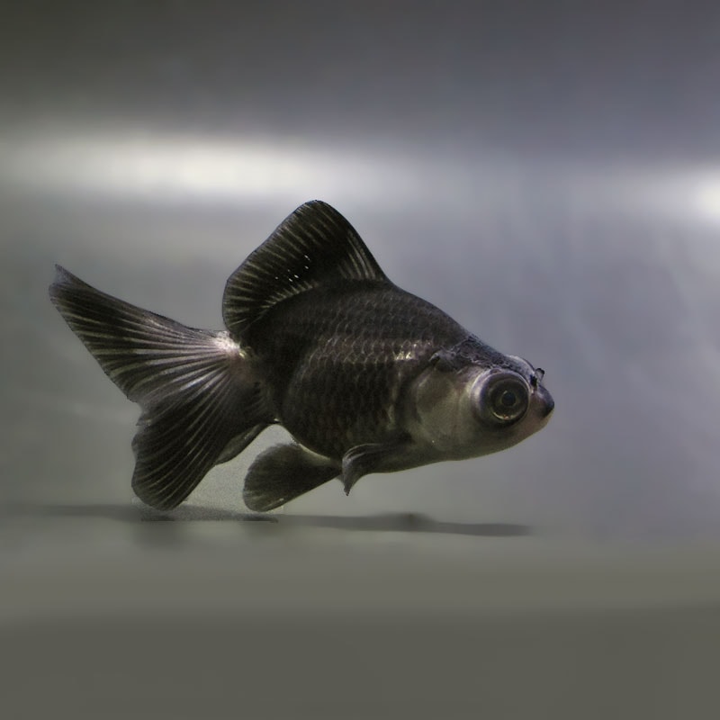 【金魚王子】パンダ蝶尾 7～7.5cm前後 (個体番号：zaq447) 金魚 きんぎょ 生体 蝶尾 厳選個体
