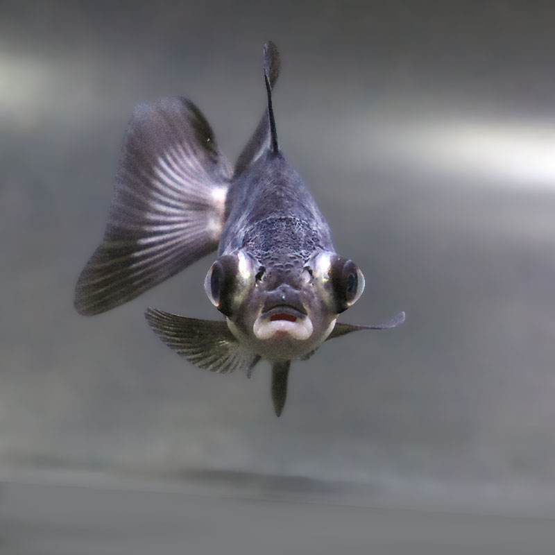 【金魚王子】パンダ蝶尾 7～7.5cm前後 (個体番号：zaq447) 金魚 きんぎょ 生体 蝶尾 厳選個体