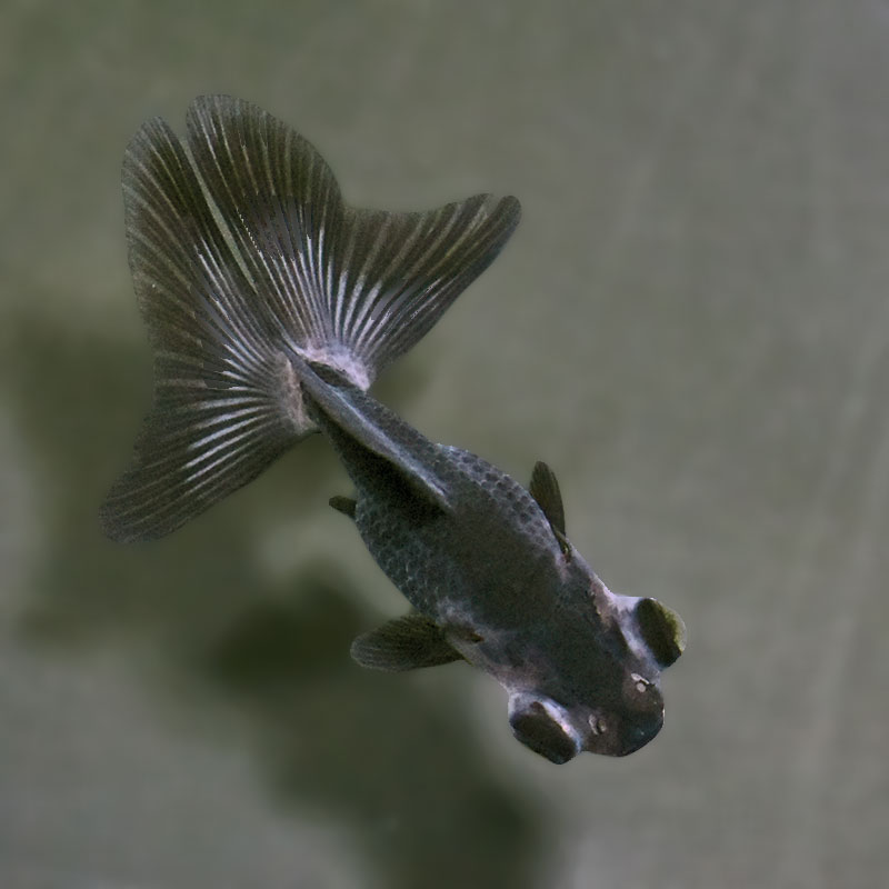 【金魚王子】パンダ蝶尾 7～7.5cm前後 (個体番号：zaq447) 金魚 きんぎょ 生体 蝶尾 厳選個体