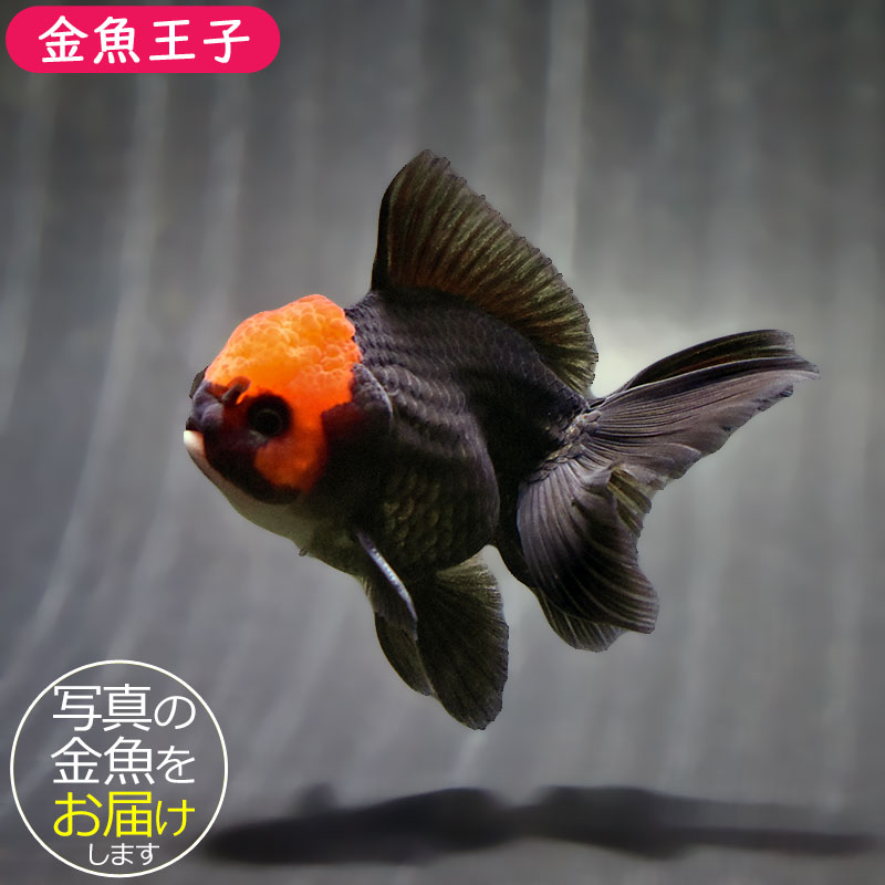 金魚王子】レッド＆ブラックオランダ 9±1cm前後 (個体番号：zaq635