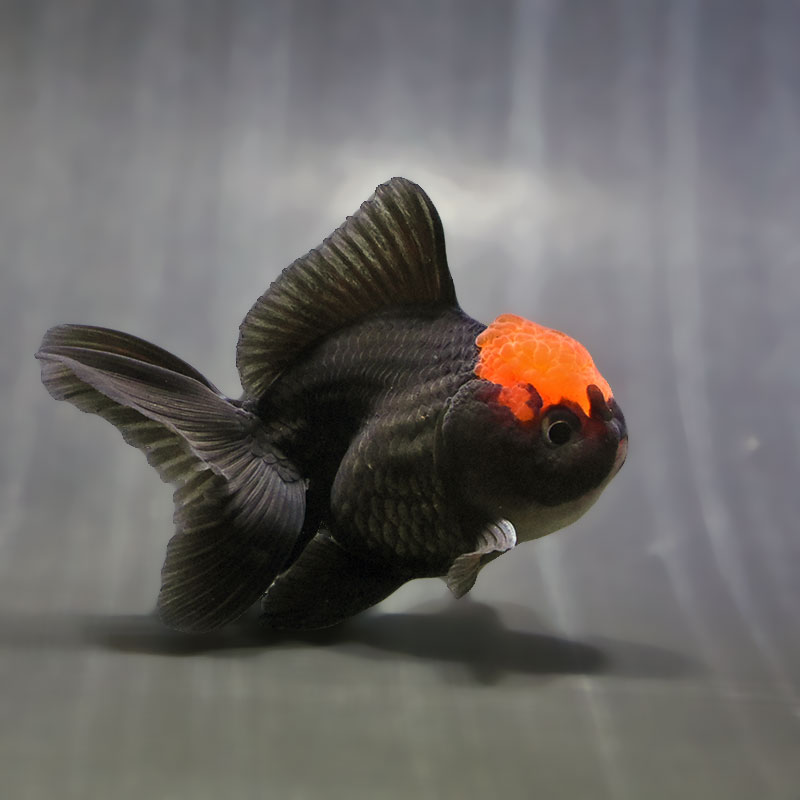 金魚王子】レッド＆ブラックオランダ 9±1cm前後 (個体番号：zaq635