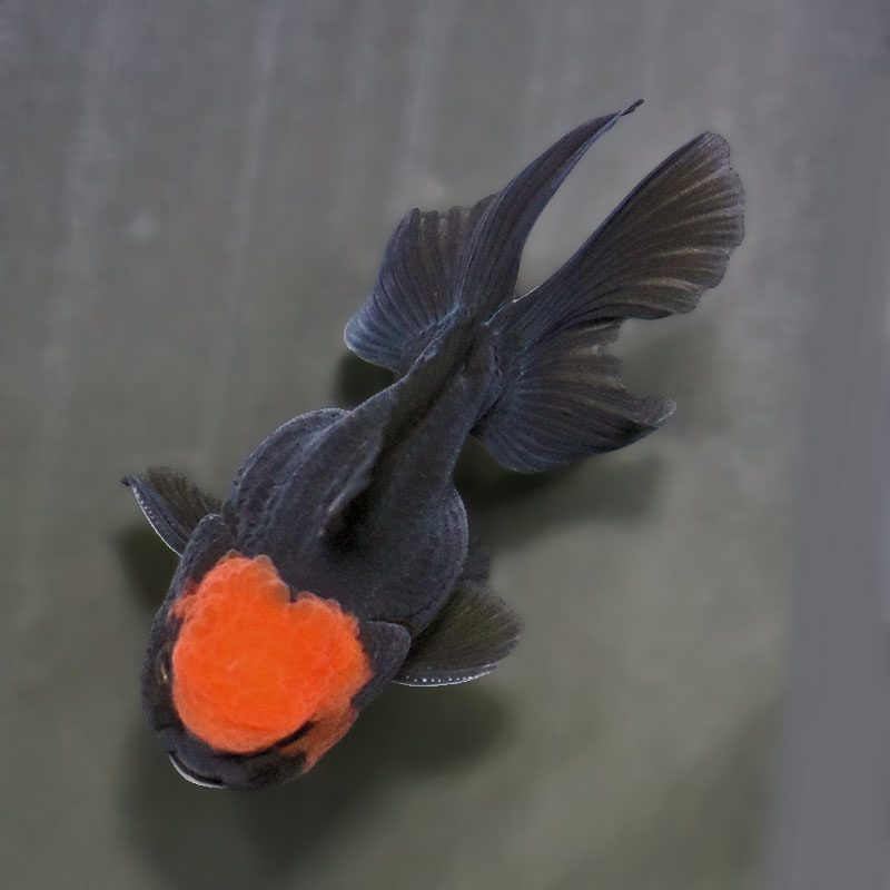 金魚王子】レッド＆ブラックオランダ 9±1cm前後 (個体番号：zaq635
