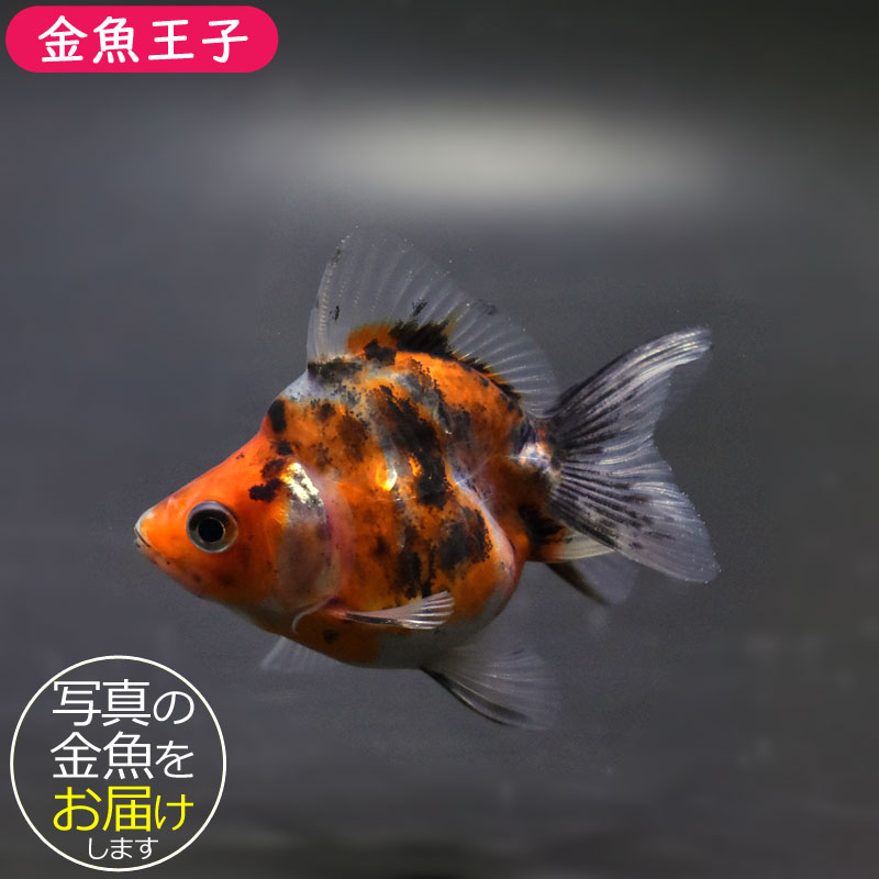 赤い 壺 Amazon.co.jp: サクラ 紅櫻蒸溜所 9148 SAKURA 700ml 40% 化粧箱