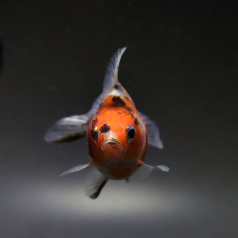 【金魚王子】琉金 (変わり柄／ショートテールタイプ) 6.5±1cm前後 (個体番号：cde403) 金魚 きんぎょ 生体 琉金 厳選個体