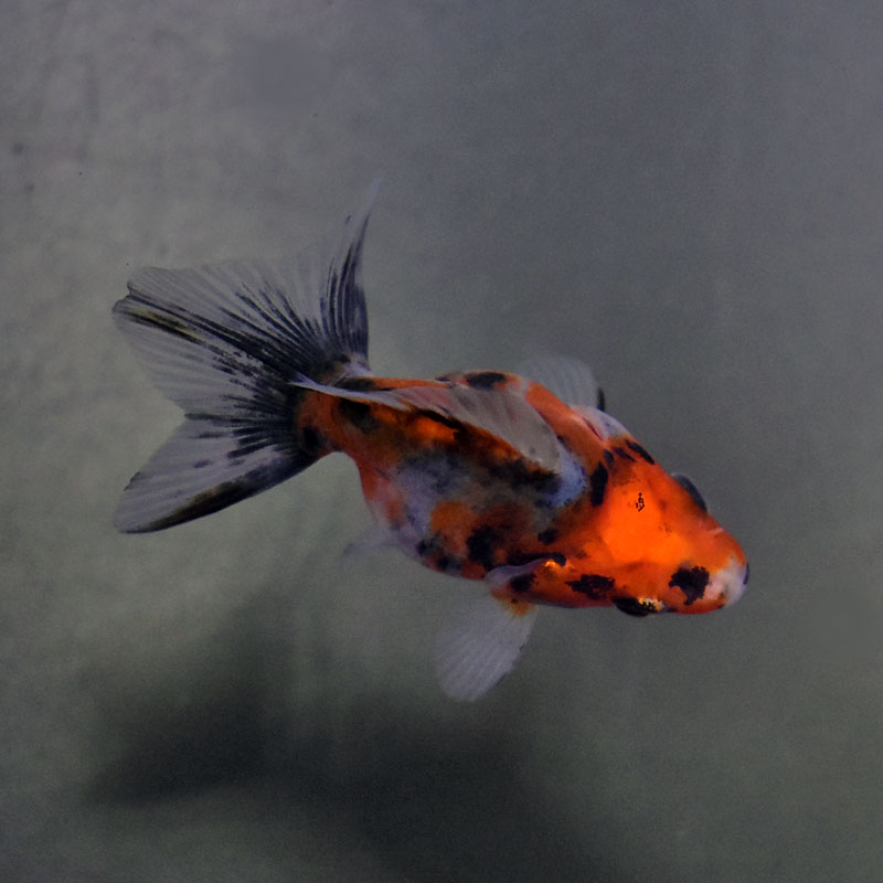 【金魚王子】琉金 (変わり柄／ショートテールタイプ) 6.5±1cm前後 (個体番号：cde403) 金魚 きんぎょ 生体 琉金 厳選個体