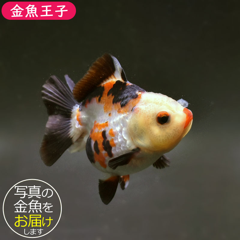 金魚王子】トリカラーオランダ 8.5cm前後 (個体番号：cde738) 金魚
