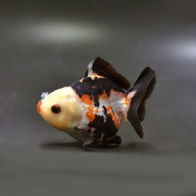 金魚王子】トリカラーオランダ 8.5cm前後 (個体番号：cde738) 金魚