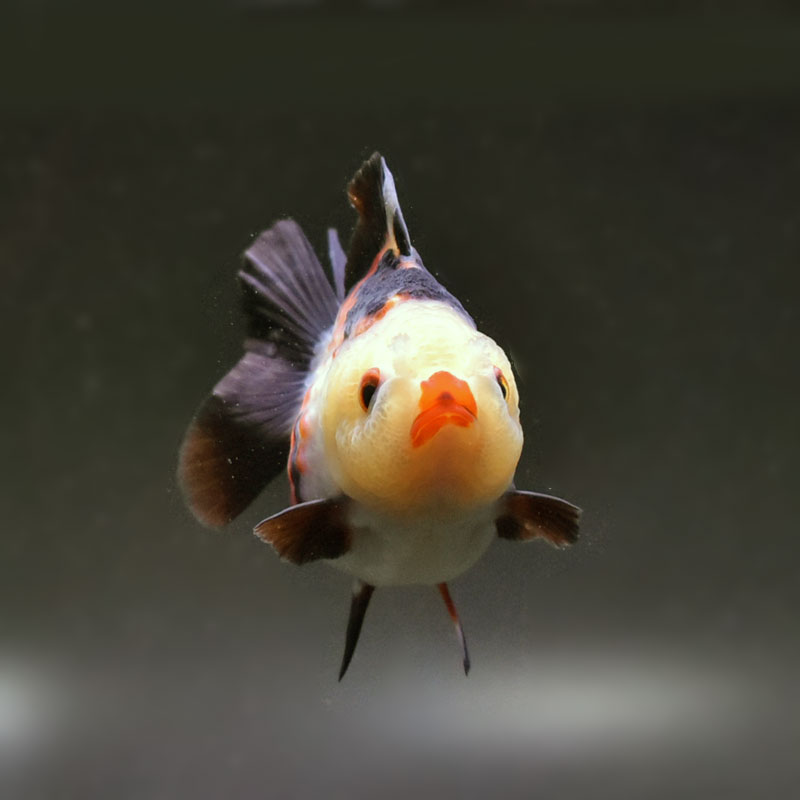 金魚、(残り3匹)特大オランダ獅子頭18-20センチ 金魚)更紗ジャンボオランダ獅子頭 約30cm メス 4歳 : 熱帯魚通販の