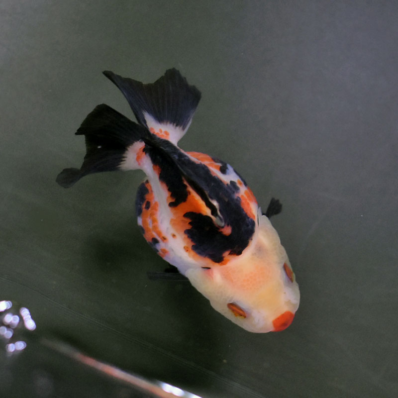 金魚王子】トリカラーオランダ 8.5cm前後 (個体番号：cde738) 金魚