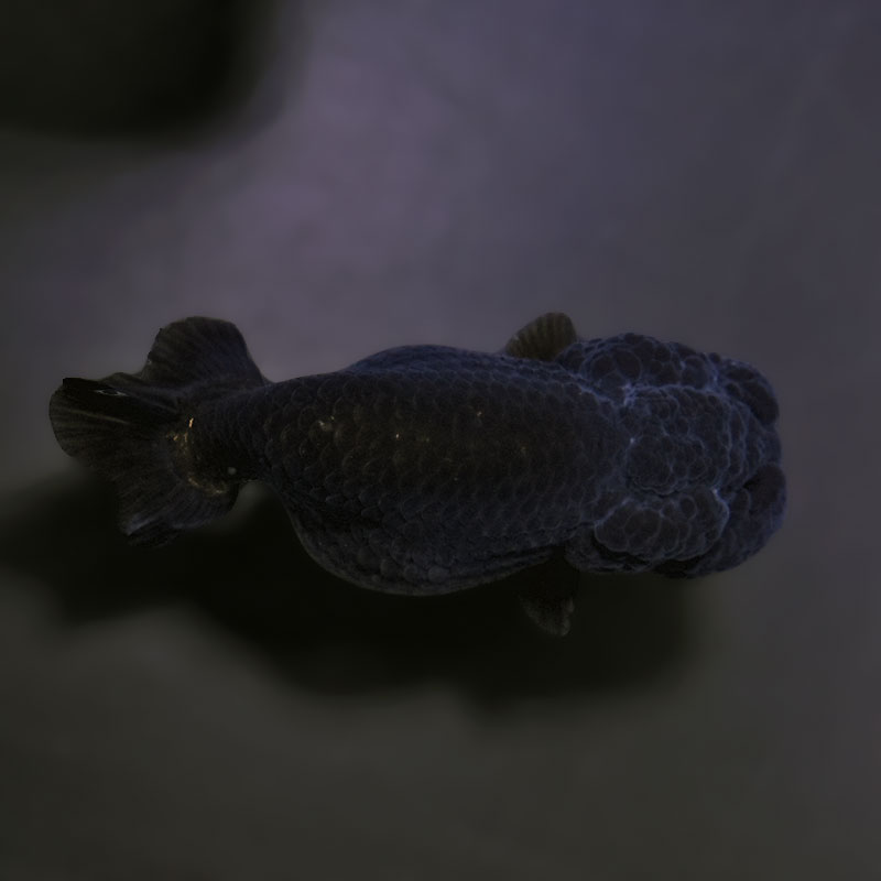 金魚王子】黒らんちゅう 8.5±1cm前後 (個体番号:xsw153) 金魚 金魚王子】黒らんちゅう 8.5±1cm前後 (個体番号:xsw153) 金魚