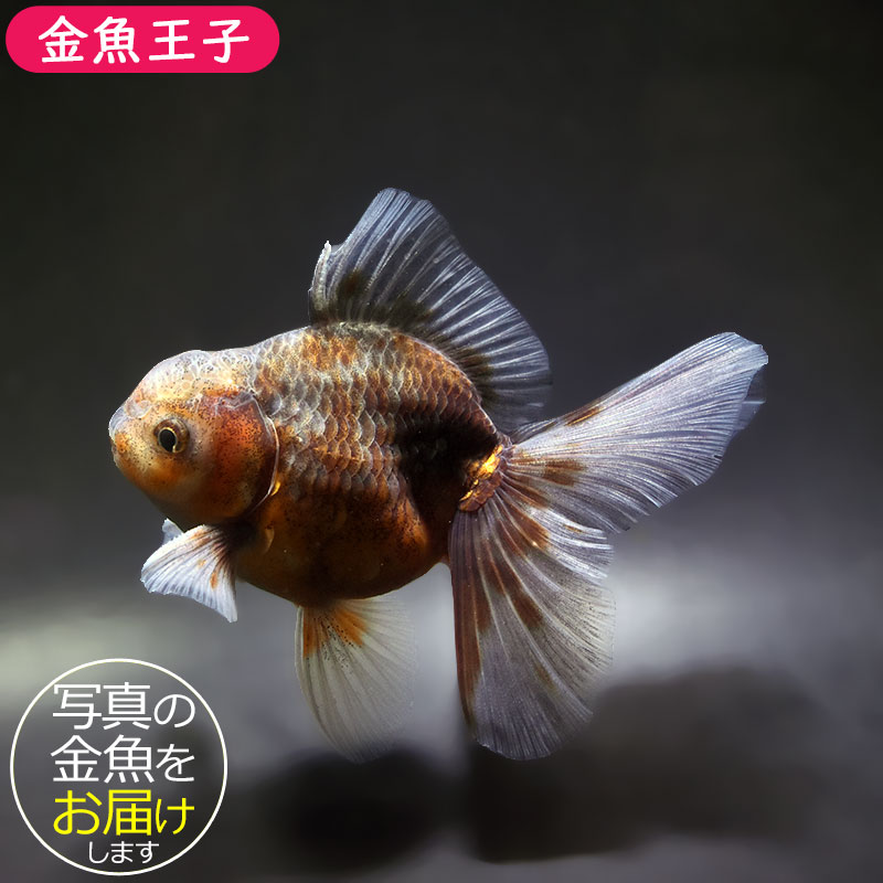 金魚王子】キリンハーフムーンオランダ 11.5cm前後 (個体番号：xsw317