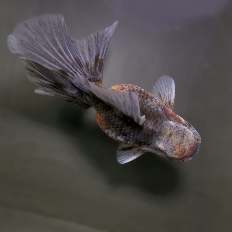 金魚王子】キリンハーフムーンオランダ 11.5cm前後 (個体番号：xsw317