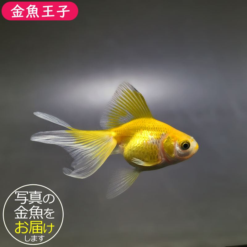 金魚王子】黄金琉金 6～6.5cm前後 (個体番号：xsw831) 金魚 きんぎょ