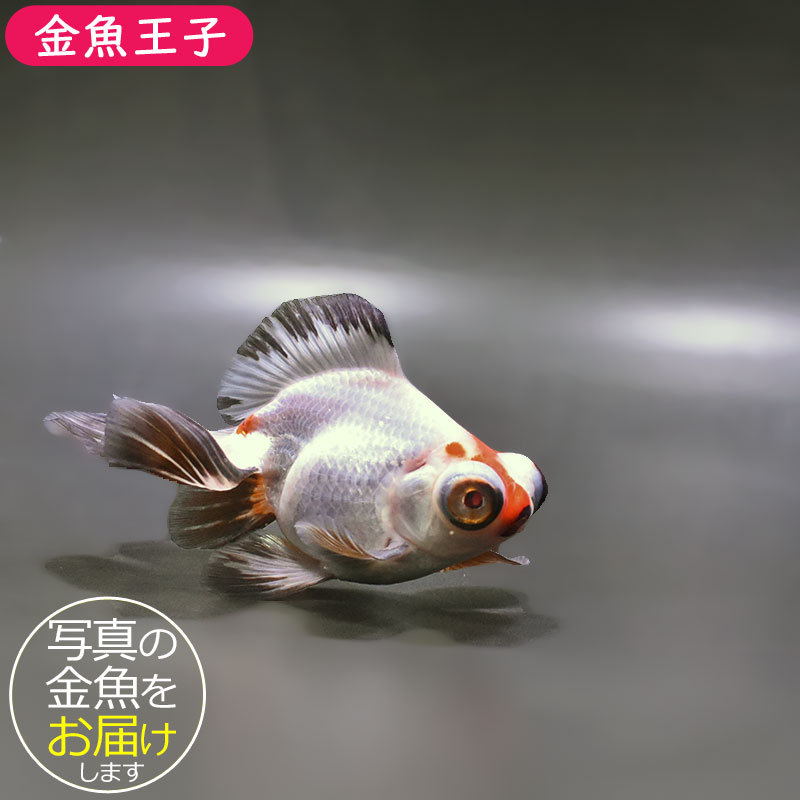 【金魚王子】三色蝶尾 11±1cm前後 (個体番号：zaq281) 金魚 きんぎょ 生体 蝶尾 厳選個体
