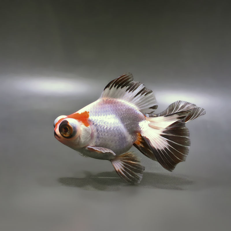 【金魚王子】三色蝶尾 11±1cm前後 (個体番号：zaq281) 金魚 きんぎょ 生体 蝶尾 厳選個体