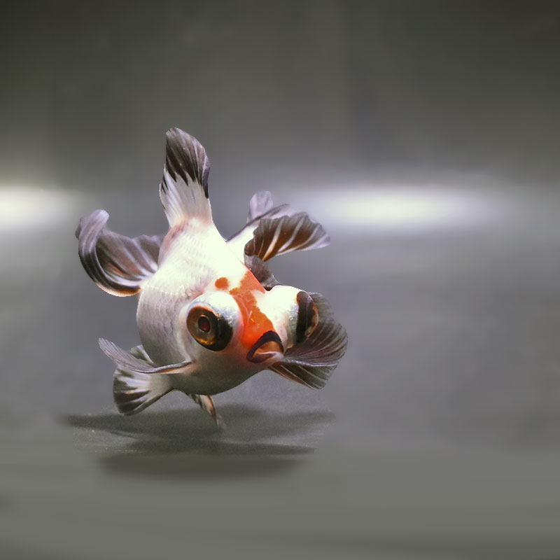 【金魚王子】三色蝶尾 11±1cm前後 (個体番号：zaq281) 金魚 きんぎょ 生体 蝶尾 厳選個体