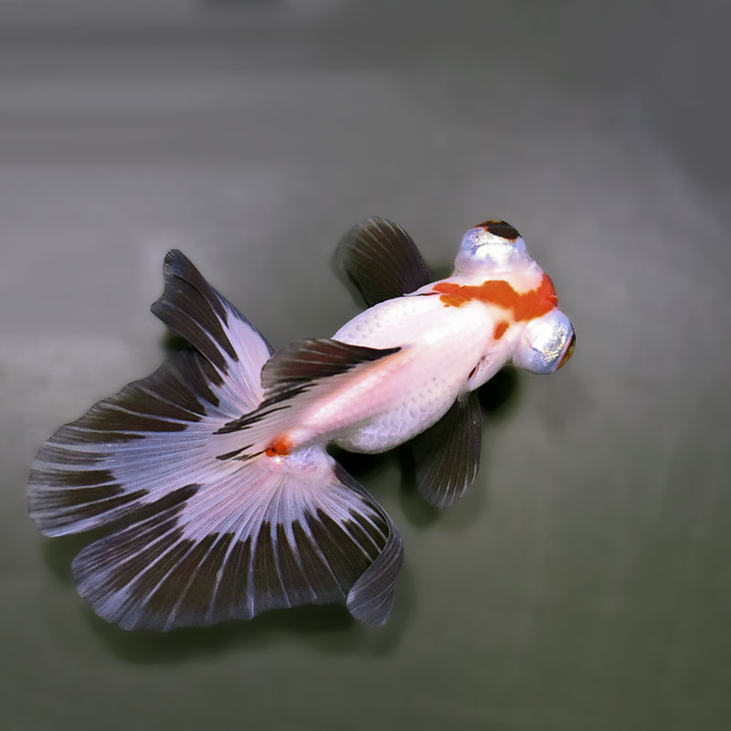 金魚王子】三色蝶尾 11±1cm前後 (個体番号：zaq281) 金魚 きんぎょ