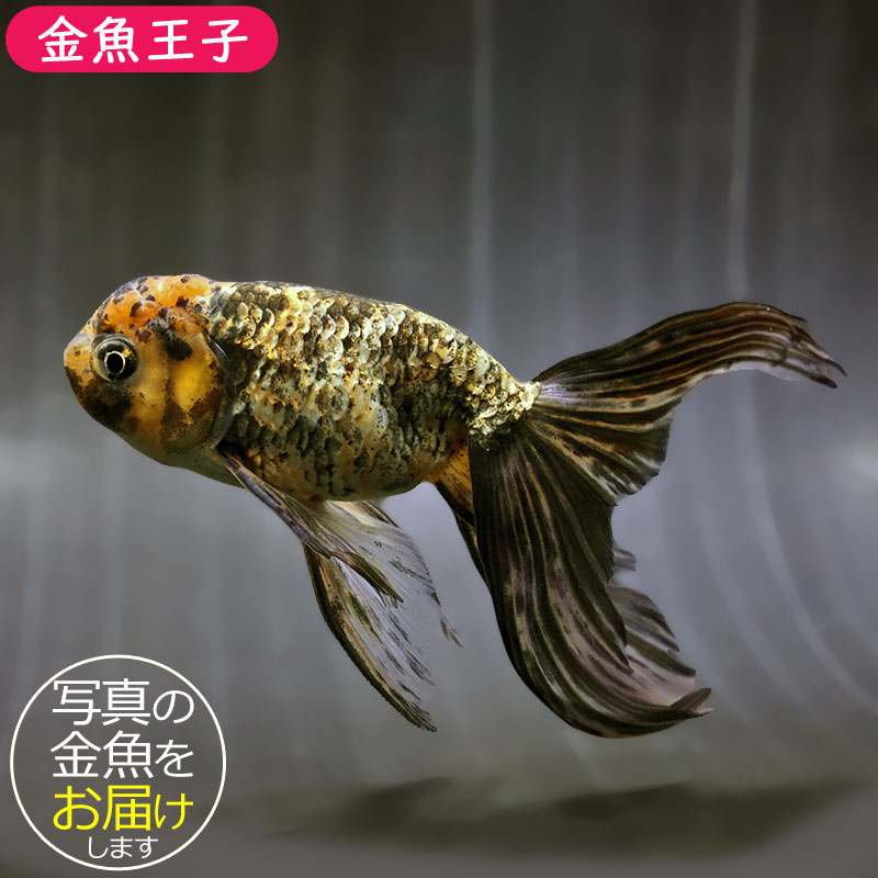 金魚王子】京錦 17cm前後 (個体番号：zaq641) 金魚 きんぎょ 生体 京錦