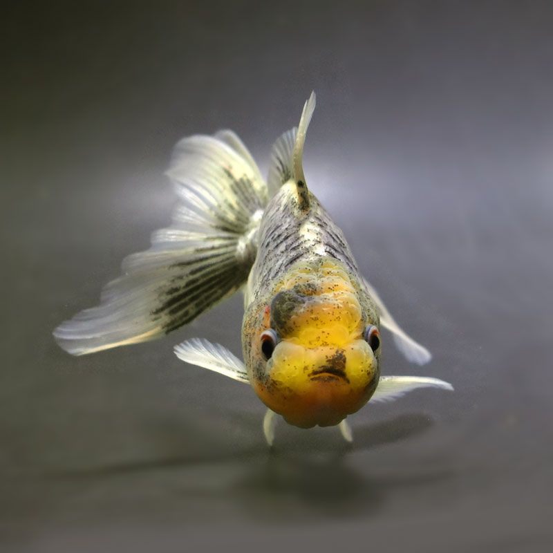 金魚王子】ドラゴンスケール東錦 13cm前後 (個体番号：cde215