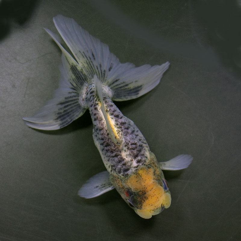 金魚王子】ドラゴンスケール東錦 13cm前後 (個体番号：cde215