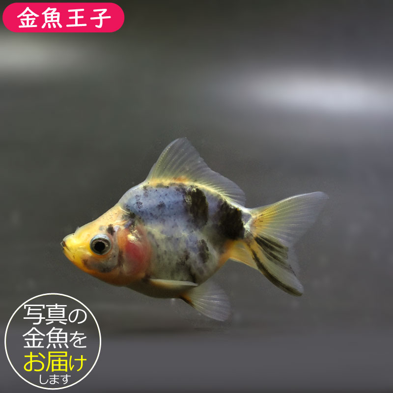 【金魚王子】琉金 (変わり柄／ショートテールタイプ) 6.5±1cm前後 (個体番号：cde404) 金魚 きんぎょ 生体 琉金 厳選個体