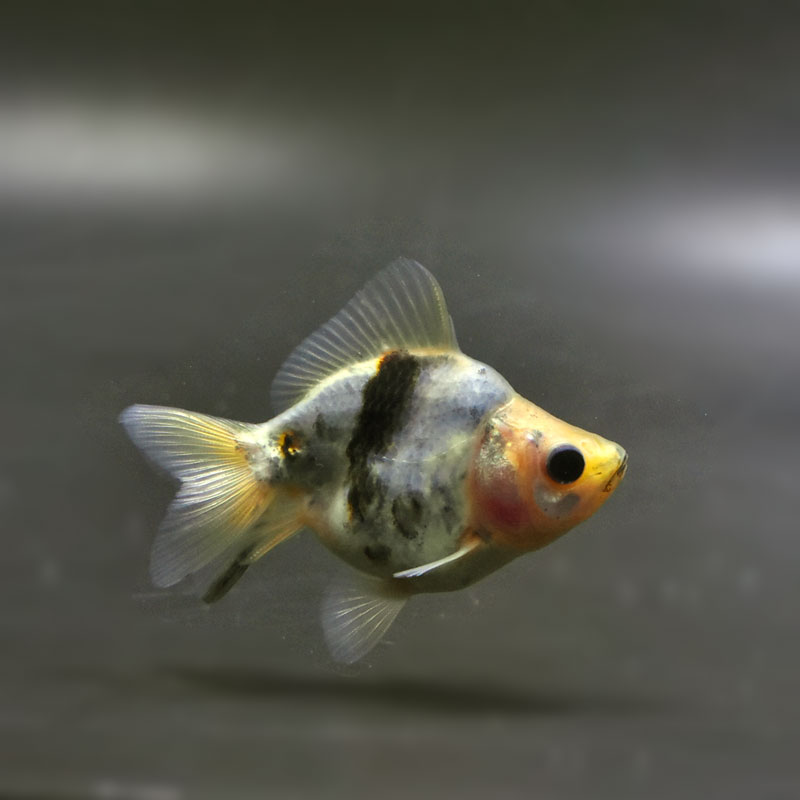 【金魚王子】琉金 (変わり柄／ショートテールタイプ) 6.5±1cm前後 (個体番号：cde404) 金魚 きんぎょ 生体 琉金 厳選個体