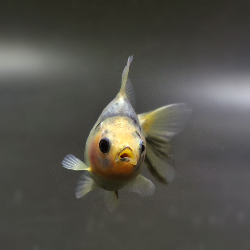 【金魚王子】琉金 (変わり柄／ショートテールタイプ) 6.5±1cm前後 (個体番号：cde404) 金魚 きんぎょ 生体 琉金 厳選個体