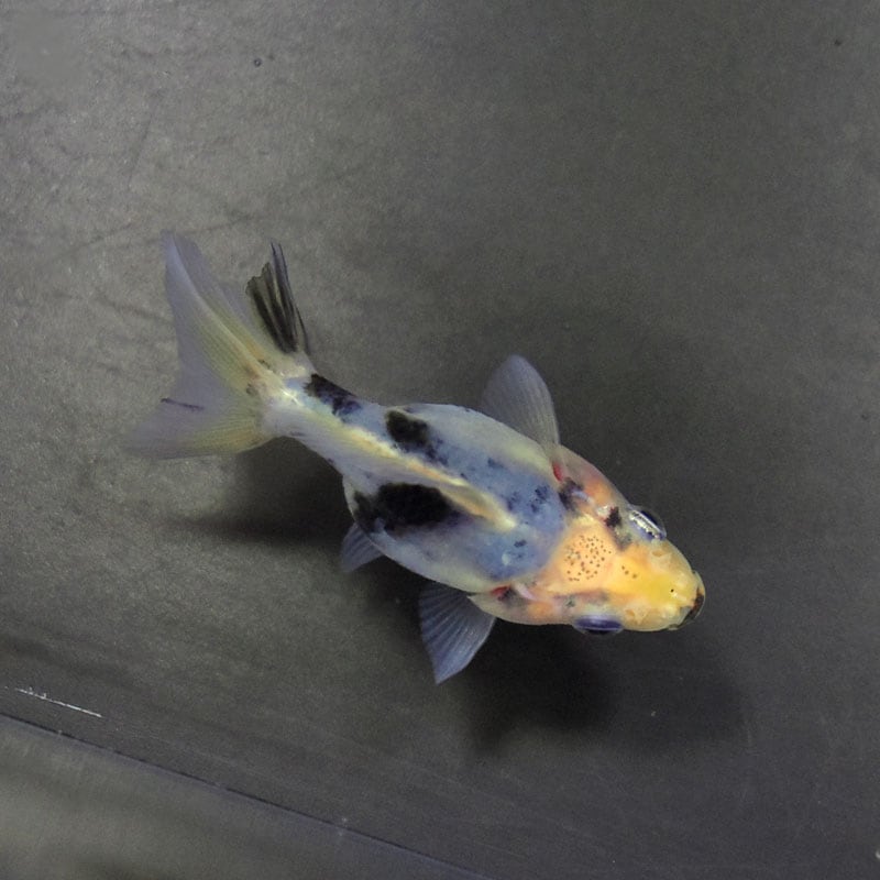 【金魚王子】琉金 (変わり柄／ショートテールタイプ) 6.5±1cm前後 (個体番号：cde404) 金魚 きんぎょ 生体 琉金 厳選個体