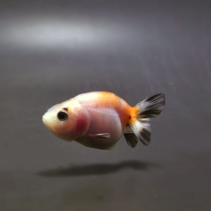 金魚王子】変わり柄らんちゅう 6±1cm前後 (個体番号：cde566) 金魚