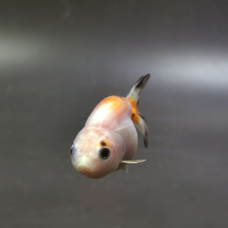 金魚王子】変わり柄らんちゅう 6±1cm前後 (個体番号：cde566) 金魚
