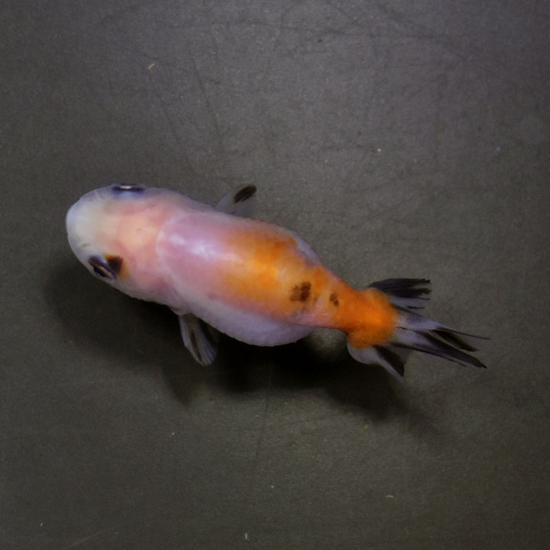 金魚王子】変わり柄らんちゅう 6±1cm前後 (個体番号：cde566) 金魚