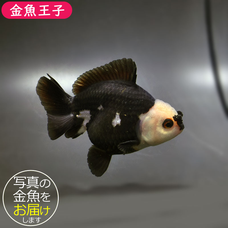 大型金魚。 金魚王子】トリカラーオランダ 9±1cm前後 (個体番号：xsw461) 金魚