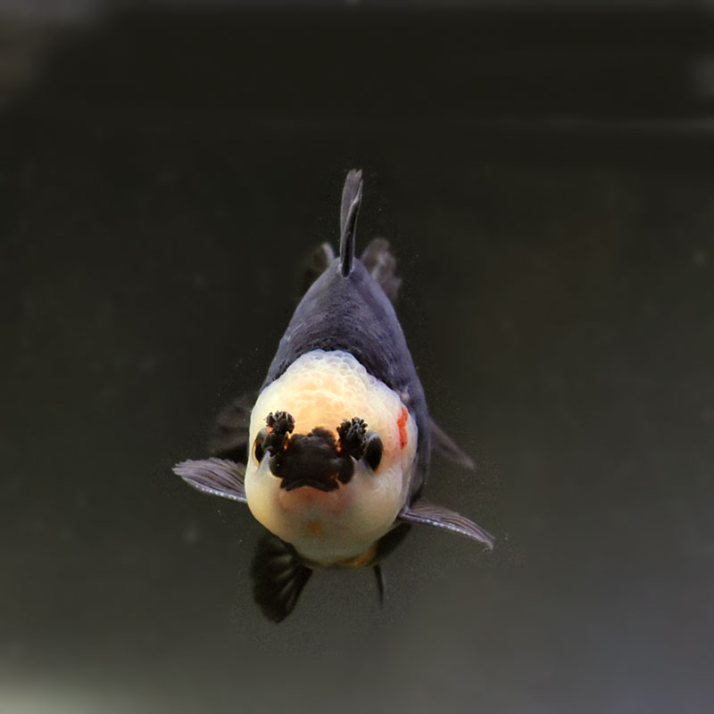 金魚王子】トリカラーオランダ 9cm前後 (個体番号：cde739) 金魚