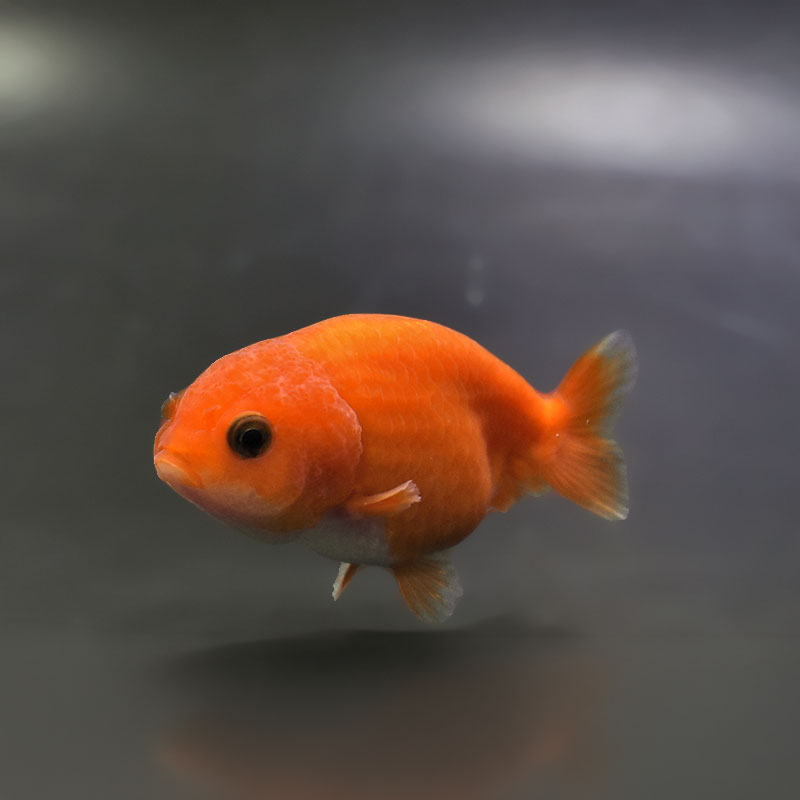 金魚王子】ベビーらんちゅう 7±1cm前後 (個体番号：xsw682) 金魚