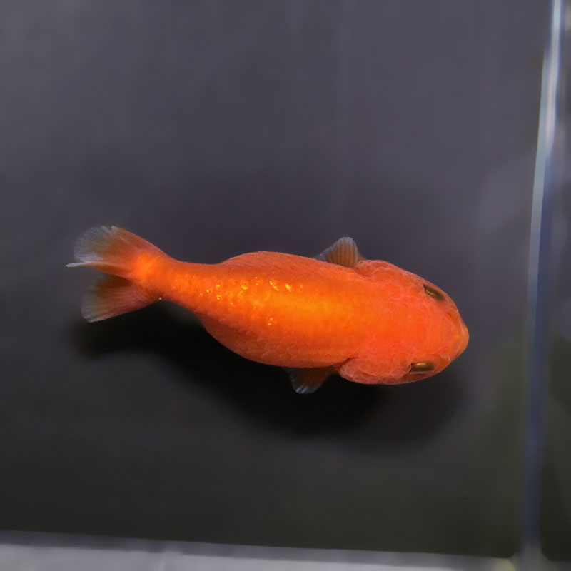 金魚王子】ベビーらんちゅう 7±1cm前後 (個体番号：xsw682) 金魚