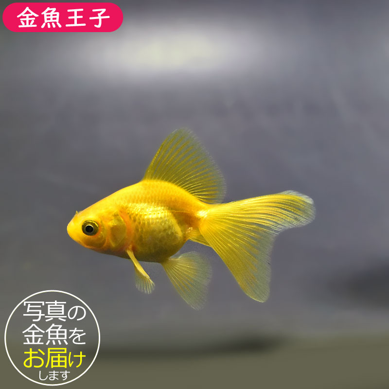 金魚王子】黄金琉金 6～6.5cm前後 (個体番号：xsw832) 金魚 きんぎょ