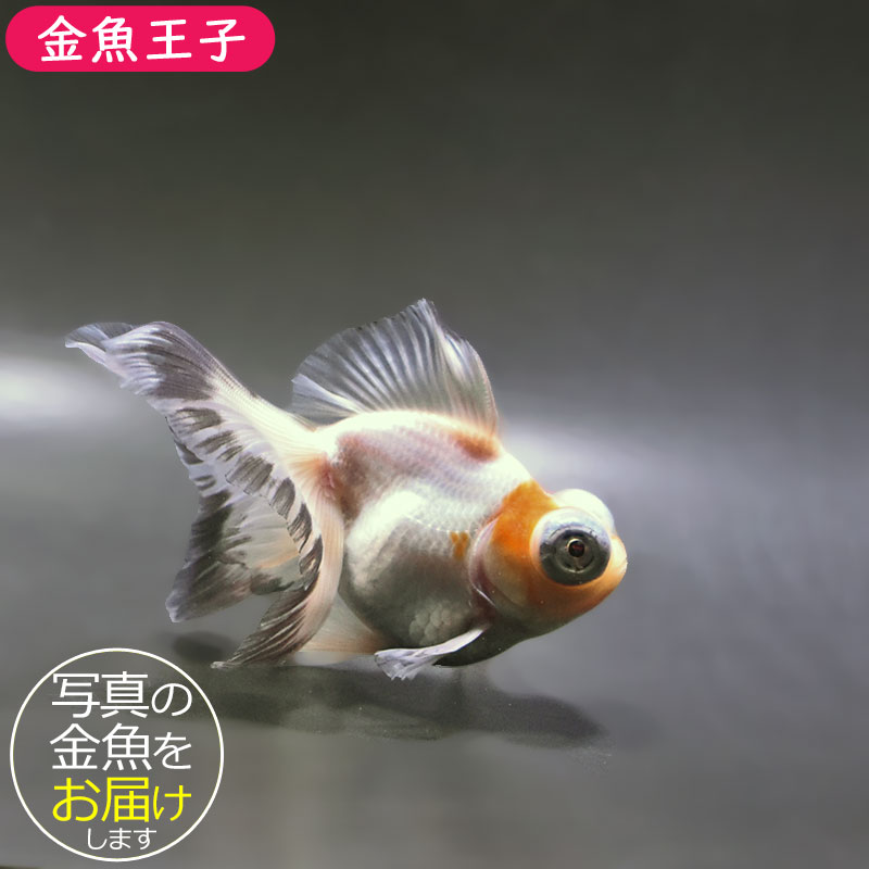 金魚王子】三色蝶尾 11±1cm前後 (個体番号：zaq282) 金魚 きんぎょ