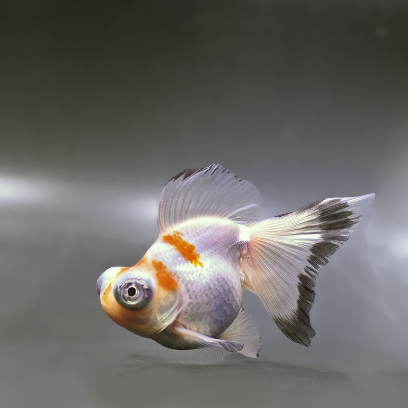 金魚王子】三色蝶尾 11±1cm前後 (個体番号：zaq282) 金魚 きんぎょ