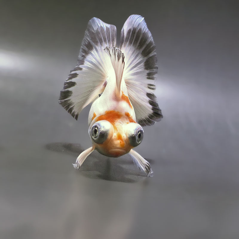 【金魚王子】三色蝶尾 11±1cm前後 (個体番号:zaq282) 金魚 きんぎょ 生体 蝶尾 厳選個体